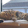 cat, tabby, sleeping, fluffy, blanket, window, indoor, resting, pet, fur, cozy, daylight, animal, relaxing, paw, ears, face, quiet, soft, home