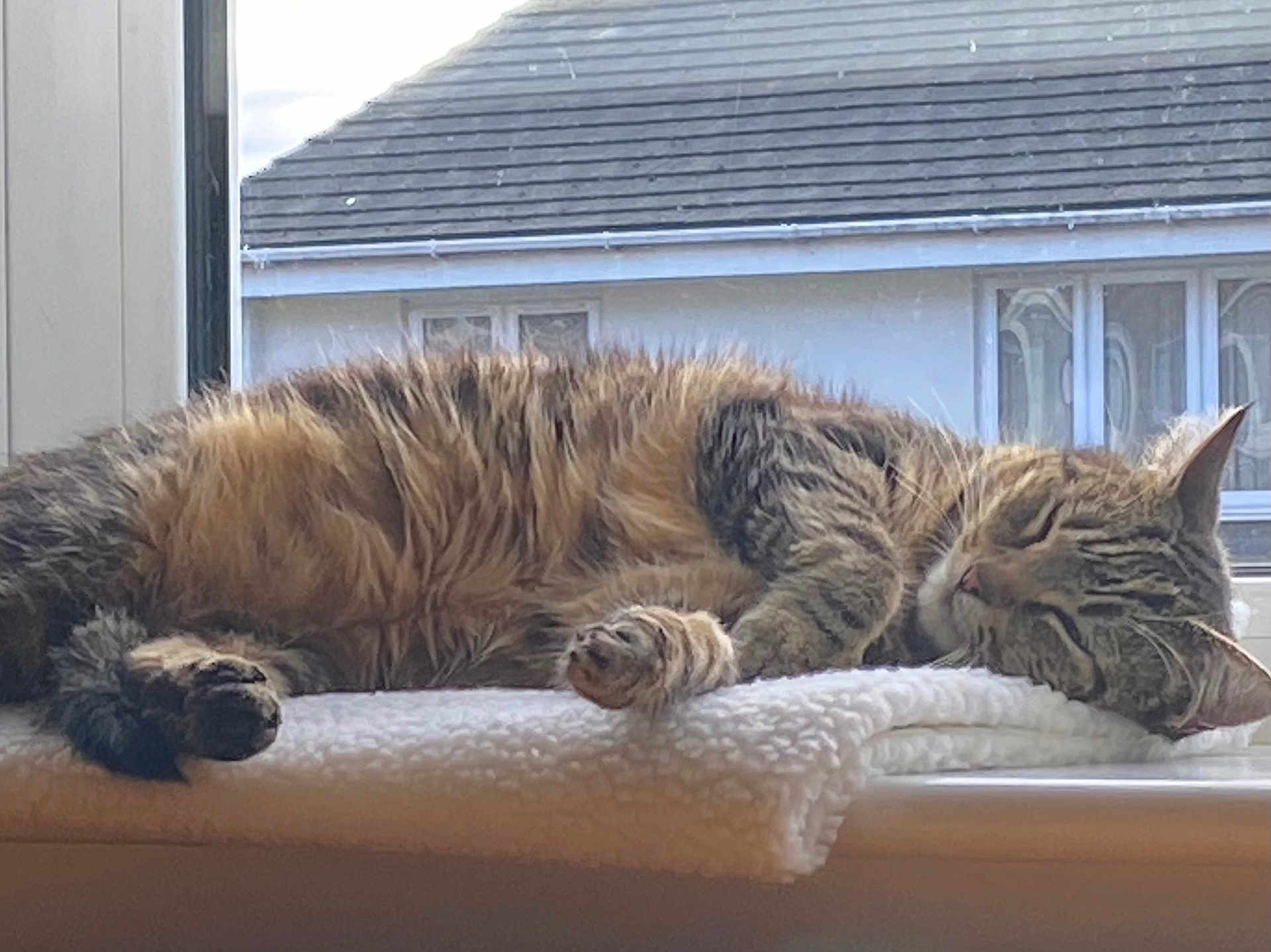 Sunny joined the competition — help win amazing prizes! cat, tabby, sleeping, fluffy, blanket, window, indoor, resting, pet, fur, cozy, daylight, animal, relaxing, paw, ears, face, quiet, soft, home