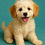 Zuri is registered to the contest to win money with this photo: puppy, dog, cute, fluffy, curly_fur, sitting, tongue_out, happy, pet, animal, studio, portrait, young, adorable, fur, canine, playful, smiling, friendly, background