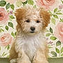 Zuri is registered to the contest to win money with this photo: puppy, dog, fluffy, curly_fur, sitting, tennis_ball, green_ball, indoor, wallpaper, floral_pattern, pink_roses, adorable, cute, pet, portrait, animal, young_dog, fur, eyes, nose