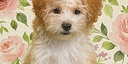 Zuri is registered to the contest to win money with this photo: puppy, dog, fluffy, curly_fur, sitting, tennis_ball, green_ball, indoor, wallpaper, floral_pattern, pink_roses, adorable, cute, pet, portrait, animal, young_dog, fur, eyes, nose