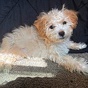 Zuri joined the competition — help win amazing prizes! puppy, dog, carpet, fur, curly_fur, pet, animal, laying_down, indoor, cute, small_dog, light, shadow, brown, white, background, portrait, fluffy, eyes, nose