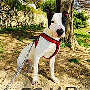 Esko participe au concours pour gagner de l'argent avec cette photo : animal, attentive, black_and_white, calm, canine, daylight, dog, grass, ground, harness, leash, nature, outdoor, park, pet, shadow, sitting, stone_wall, sunlight, tree