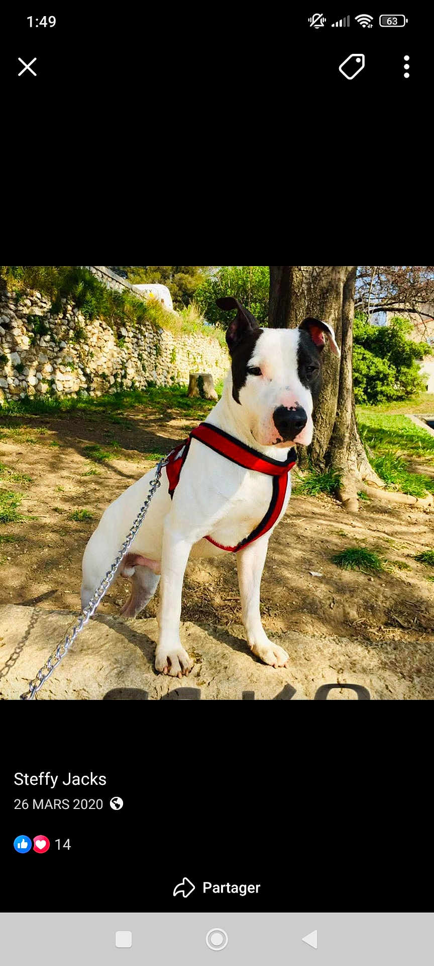 Esko participe au concours pour gagner de l'argent avec cette photo : animal, attentive, black_and_white, calm, canine, daylight, dog, grass, ground, harness, leash, nature, outdoor, park, pet, shadow, sitting, stone_wall, sunlight, tree