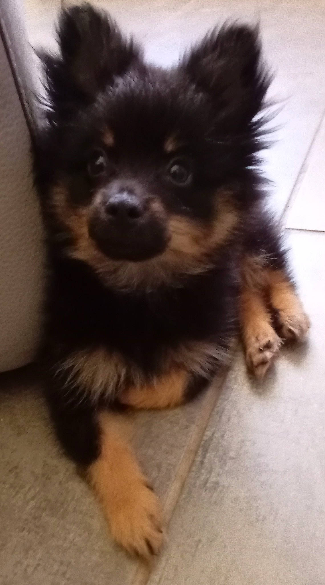 Choco a rejoint le concours — aidez-le/la à gagner de superbes lots ! ancient_dog_breeds, canidae, carnivore, companion_dog, corgi_chihuahua, dog, dog_breed, fawn, fur, german_spitz_klein, non_sporting_group, pet_supply, puppy, snout, sporting_group, terrestrial_animal, toy_dog, whiskers, working_animal, working_dog