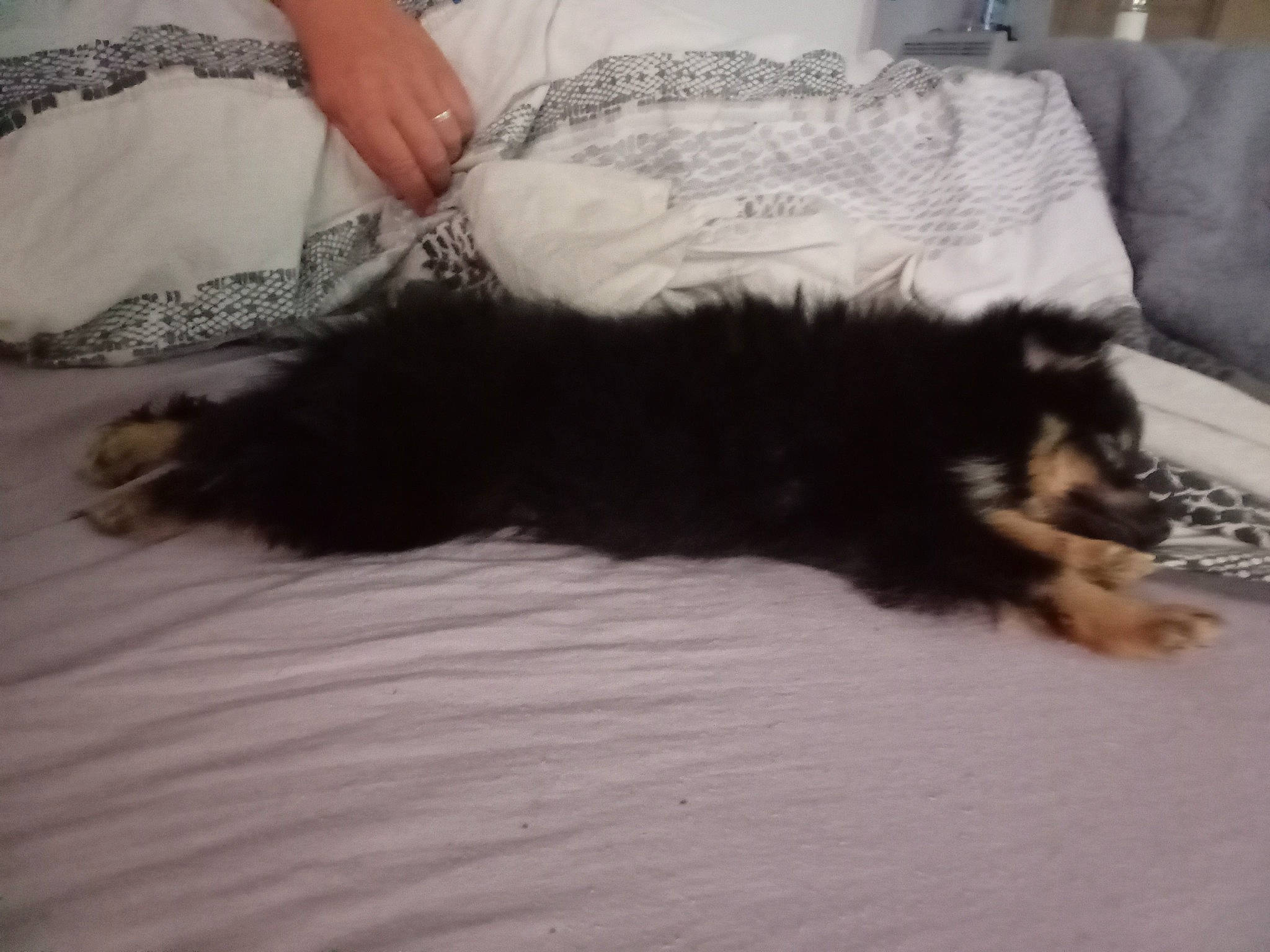 Choco a rejoint le concours — aidez-le/la à gagner de superbes lots ! canidae, carnivore, claw, comfort, companion_dog, dog, dog_breed, felidae, flooring, fur, hardwood, nap, paw, sleep, small_to_medium_sized_cats, sporting_group, tail, terrier, toy_dog, whiskers