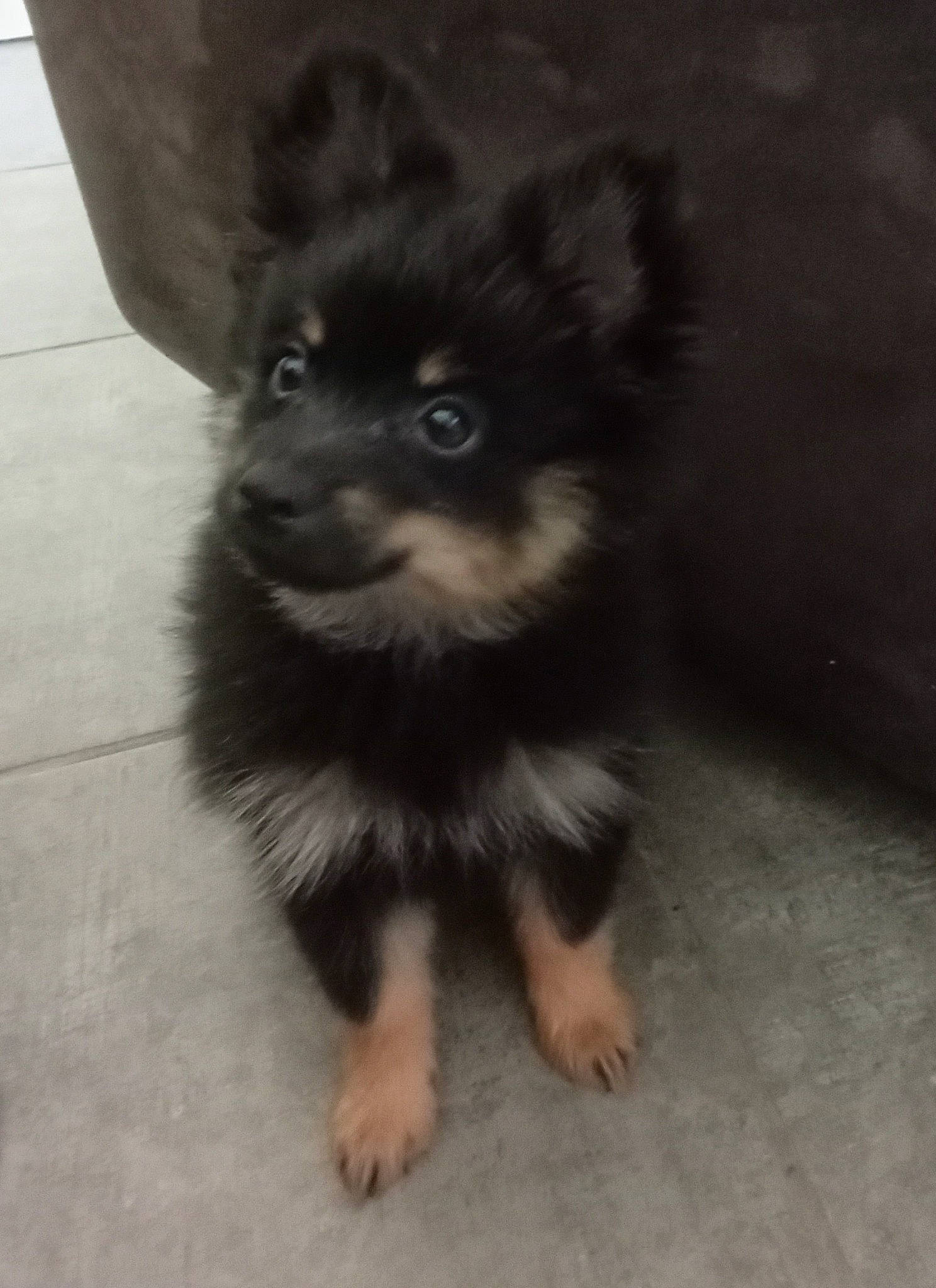 Choco a rejoint le concours — aidez-le/la à gagner de superbes lots ! ancient_dog_breeds, canidae, carnivore, companion_dog, dog, dog_breed, flooring, foot, fur, german_spitz, non_sporting_group, paw, puppy, snout, sporting_group, terrestrial_animal, toy_dog, whiskers, working_animal, working_dog