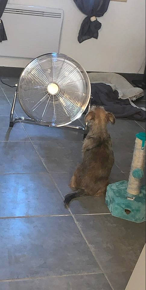 Caramel participe au concours pour gagner de l'argent avec cette photo : border_terrier, cairn_terrier, canidae, carnivore, degu, dog, dog_breed, fawn, mammal, norfolk_terrier, prairie_dog, sporting_group, terrier