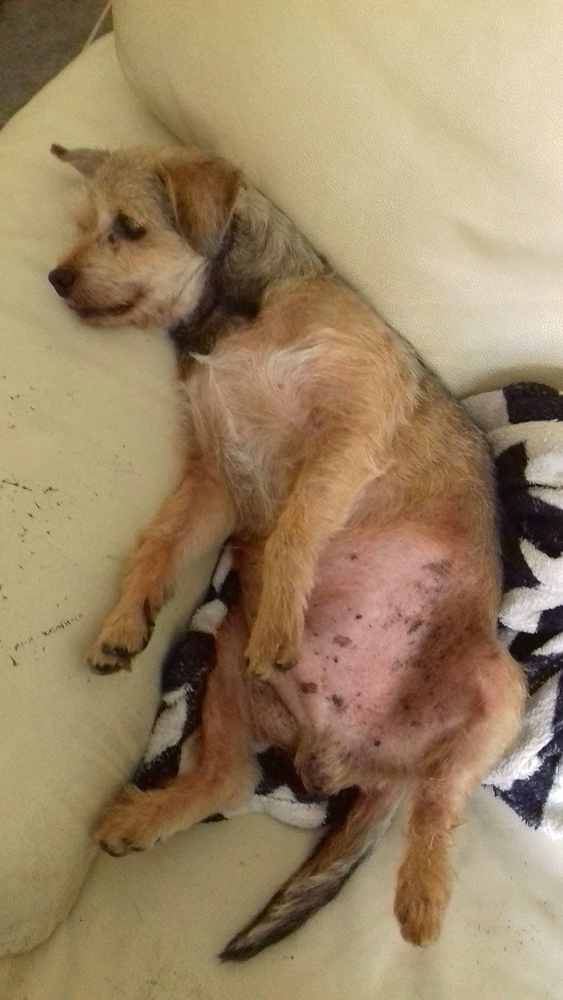 Caramel participe au concours pour gagner de l'argent avec cette photo : border_terrier, canidae, carnivore, dog, dog_breed, dutch_smoushond, mammal, puppy, schnoodle, terrier