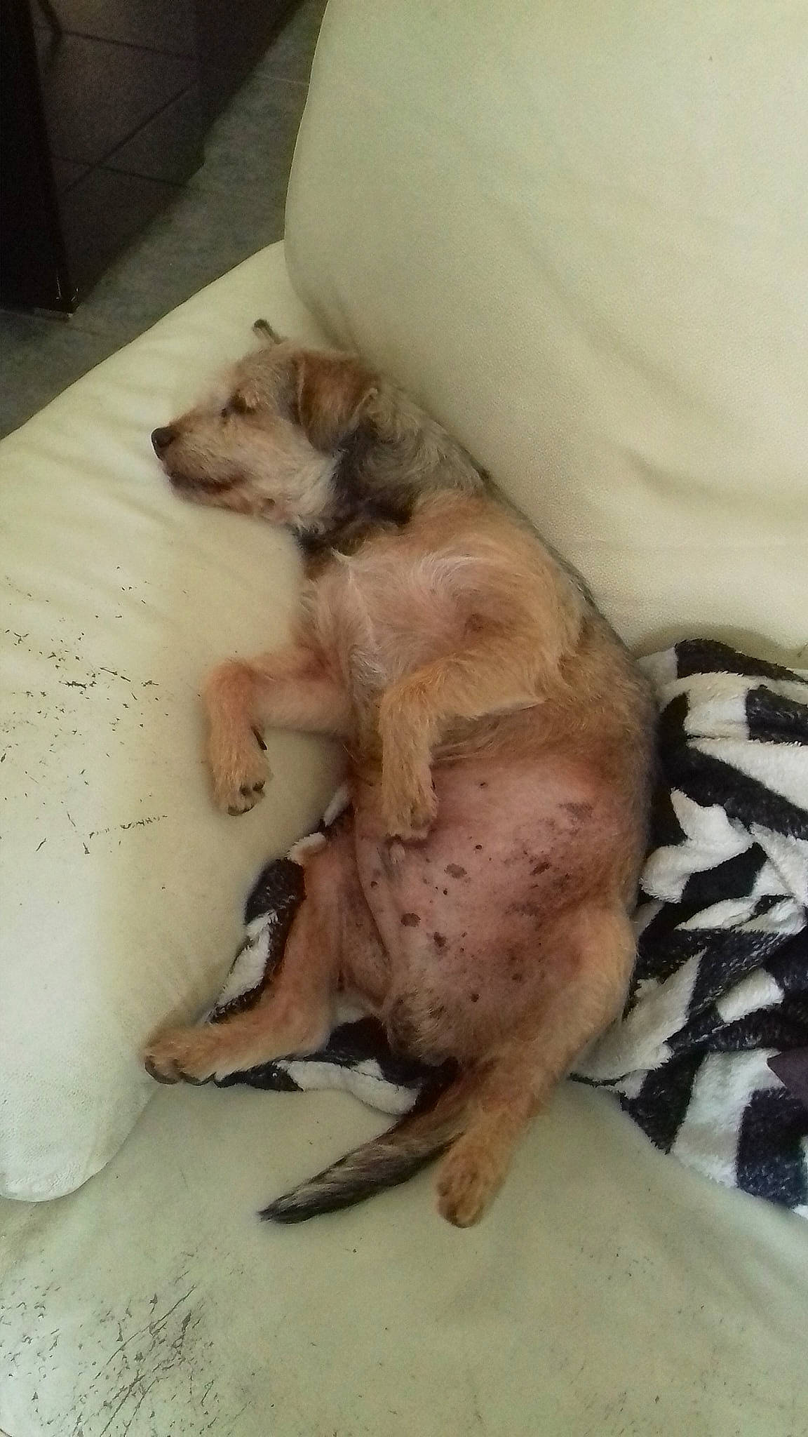 Caramel participe au concours pour gagner de l'argent avec cette photo : canidae, carnivore, dog, dog_breed, fawn, non_sporting_group, peruvian_hairless_dog, pit_bull, puppy, sporting_group, street_dog