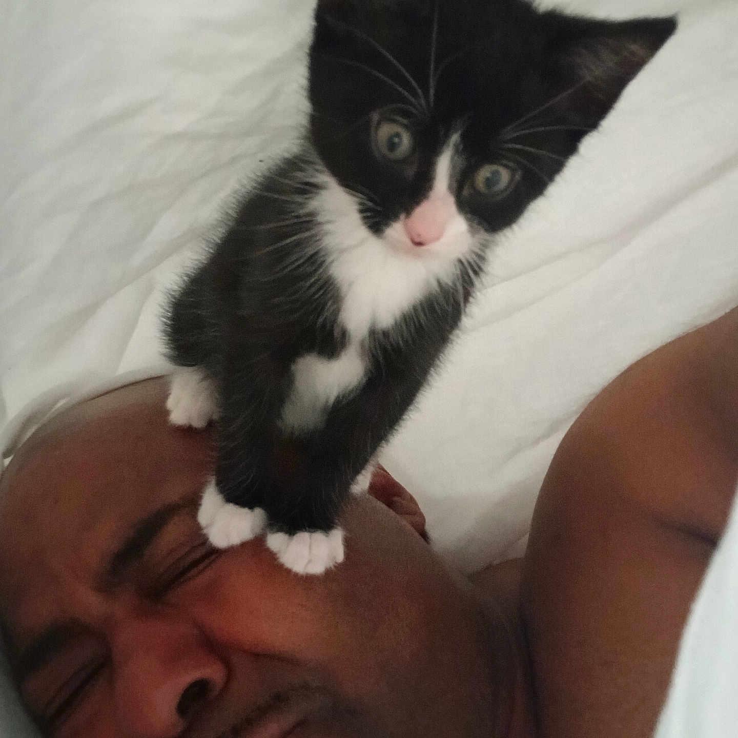 Tutu joined the competition — help win amazing prizes! kitten, cat, black_and_white, man, face, lying_down, bed, white_bedding, paw, close_up, indoor, cute, pet, animal, expression, resting, feline, sleepy, touch, interaction