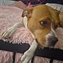 Nuscha is registered to the contest to win money with this photo: dog, pet, bed, blanket, pink, fur, closeup, indoor, relaxed, cushion, animal, paw, snout, comfort, cozy, furniture, portrait, sleepy, resting, canine