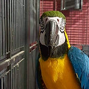 Paga participe au concours pour gagner de l'argent avec cette photo : adaptation, beak, bird, budgie, cage, feather, macaw, parakeet, parrot, vertebrate, yellow