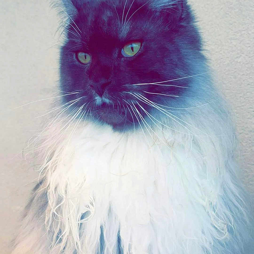 Simba