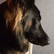 Marley participe au concours pour gagner de l'argent avec cette photo : afghan_hound, borzoi, canidae, carnivore, dog, dog_breed, groenendael, longhaired_whippet, mammal, sighthound, silken_windhound, snout, sporting_group, vertebrate