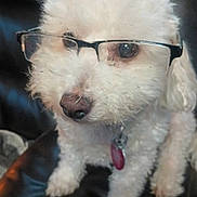 Olaf is registered to the contest to win money with this photo: dog, white_dog, glasses, pet, cute, fluffy, leather_chair, indoor, close_up, portrait, collar, tag, animal, sitting, furry, face, looking, adorable, domestic_animal, companion