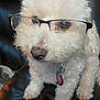 dog, white_dog, glasses, pet, cute, fluffy, leather_chair, indoor, close_up, portrait, collar, tag, animal, sitting, furry, face, looking, adorable, domestic_animal, companion