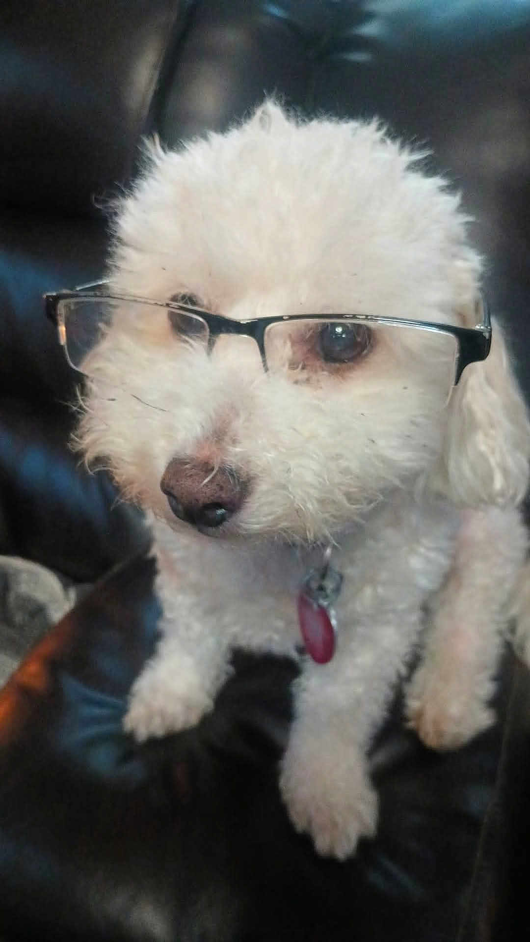 Olaf is registered to the contest to win money with this photo: dog, white_dog, glasses, pet, cute, fluffy, leather_chair, indoor, close_up, portrait, collar, tag, animal, sitting, furry, face, looking, adorable, domestic_animal, companion