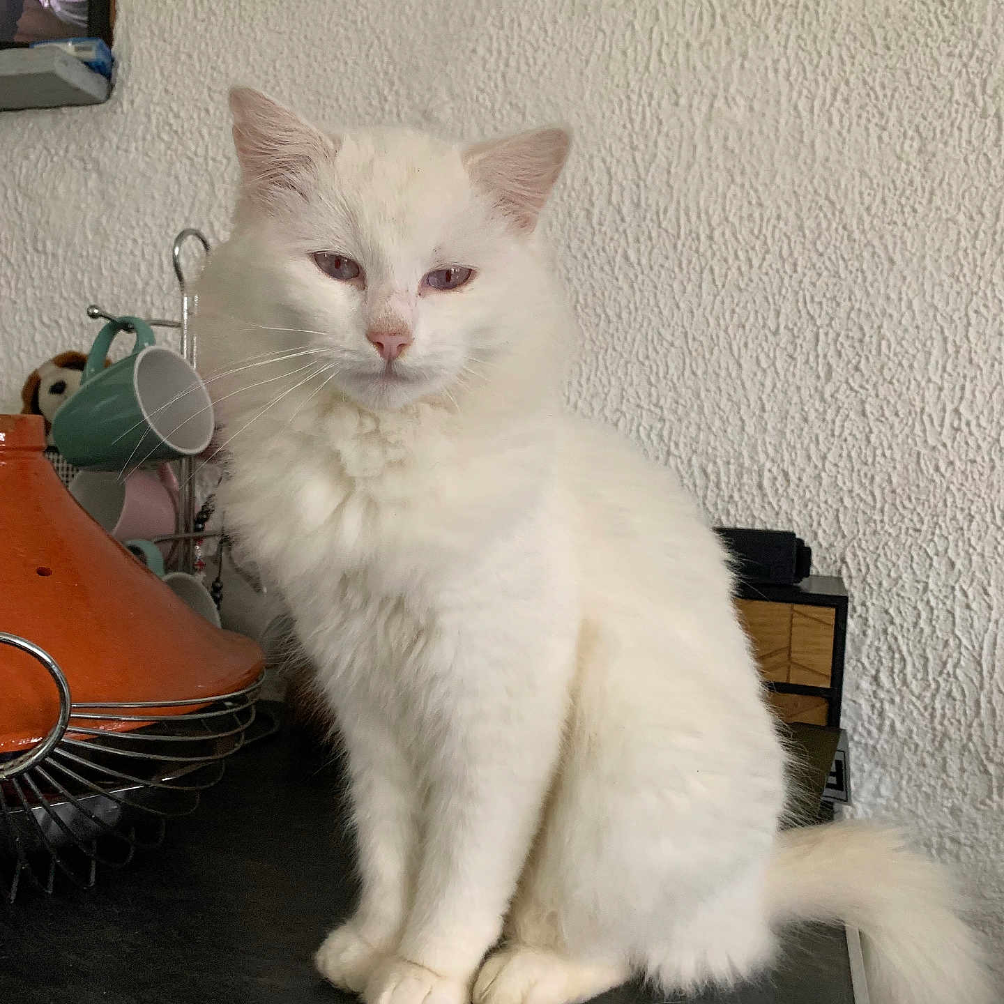 Ortie a rejoint le concours — aidez-le/la à gagner de superbes lots ! abyssinian, accessories, angora, animal, bag, cat, cup, electronics, handbag, hanger, hardwood, kitten, lamp, manx, person, pet, plywood, shelf, siamese, wood