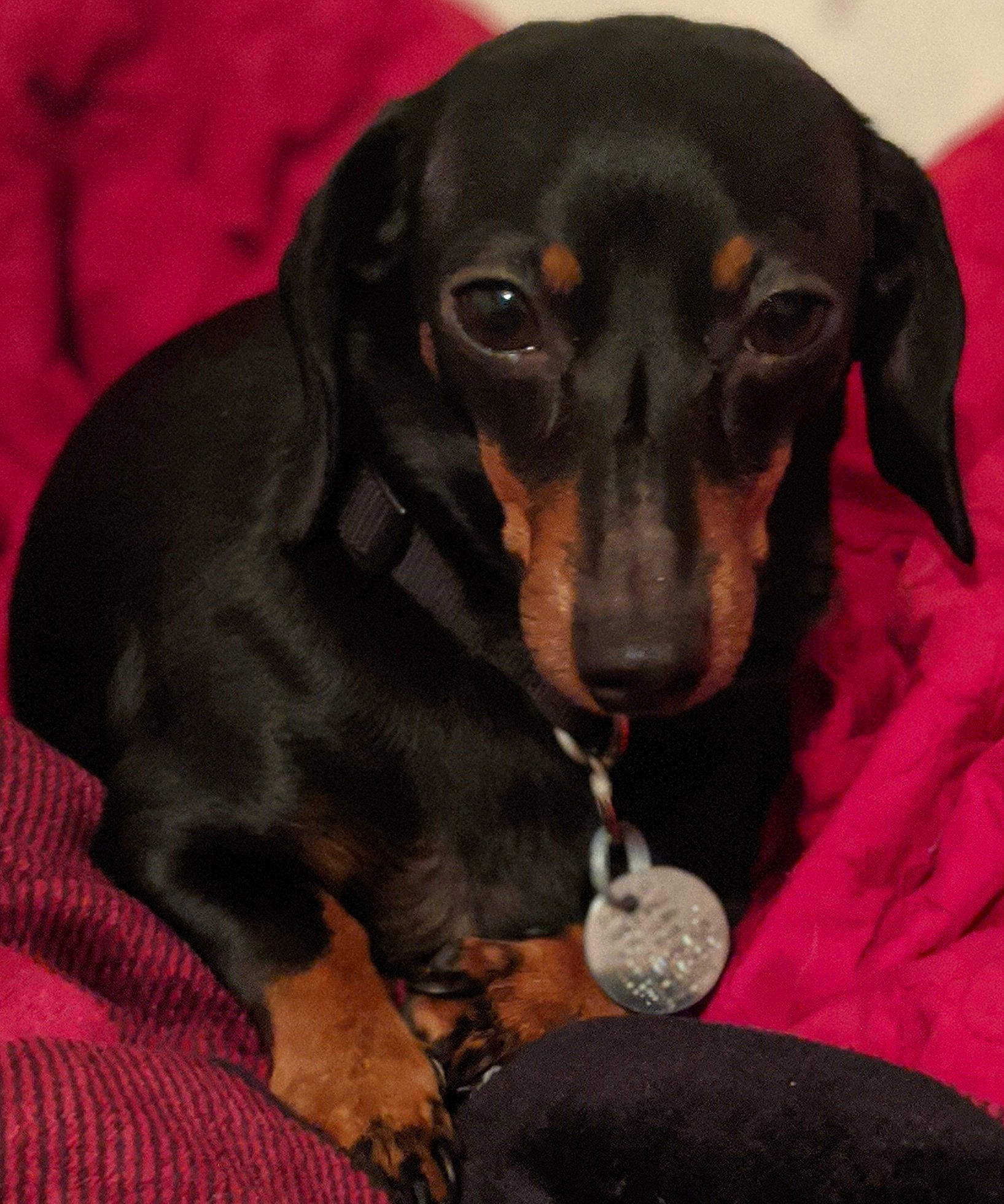 Lucky is registered to the contest to win money with this photo: borador, canidae, carnivore, collar, companion_dog, dog, dog_breed, dog_supply, ear, fawn, fur, guard_dog, hound, liver, montenegrin_mountain_hound, sporting_group, toy_dog, whiskers, working_animal, working_dog