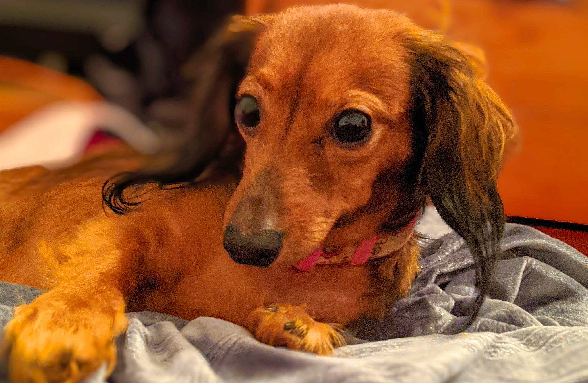 Chloe is registered to the contest to win money with this photo: canidae, carnivore, comfort, companion_dog, dog, dog_breed, ear, eye, fawn, fur, gun_dog, liver, nose, paw, snout, sporting_group, whiskers, working_animal