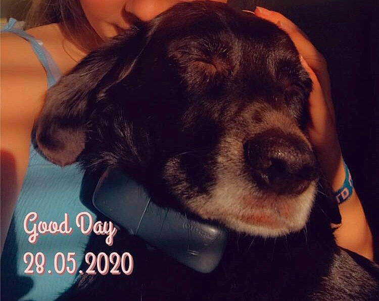 Bella joined the competition — help win amazing prizes! canidae, carnivore, cocker_spaniel, companion_dog, cool, dog, dog_breed, ear, happy, head, love, nose, puppy, puppy_love, smile, spaniel, sporting_group