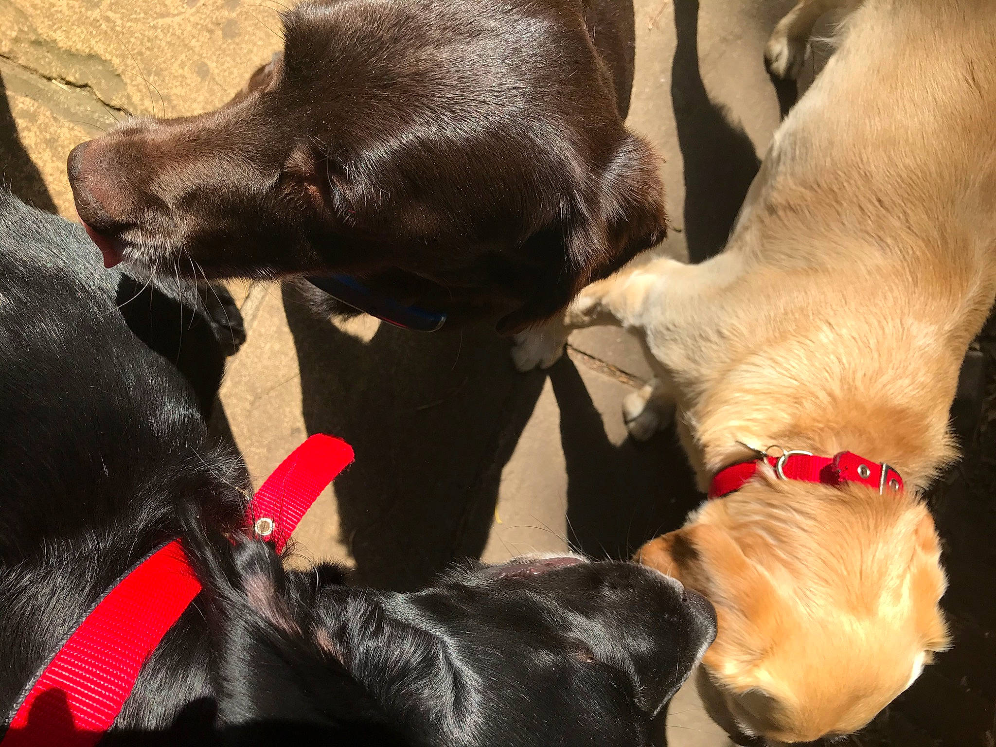 Bella joined the competition — help win amazing prizes! canidae, carnivore, dog, dog_breed, dog_collar, fawn, great_dane, labrador_retriever, mammal, pointing_breed, puppy, retriever, snout, sporting_group, vertebrate, weimaraner