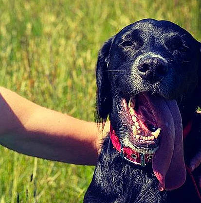 Fletcher is registered to the contest to win money with this photo: boykin_spaniel, canidae, carnivore, companion_dog, dog, dog_breed, flat_coated_retriever, hunting_dog, labrador_retriever, mammal, picardy_spaniel, rare_breed_dog, retriever, snout, sporting_group, vertebrate