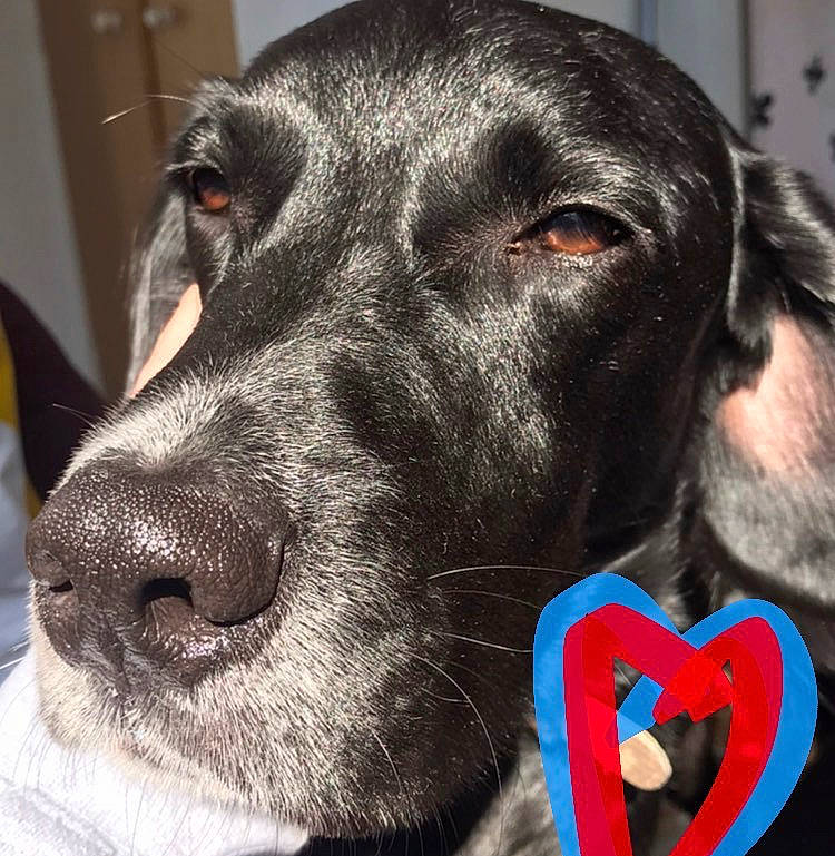 Fletcher is registered to the contest to win money with this photo: beagador, blue_lacy, canidae, carnivore, dog, dog_breed, dog_collar, ear, german_shorthaired_pointer, hunting_dog, labrador_retriever, mammal, nose, plott_hound, pointer, rare_breed_dog, snout, sporting_group, vertebrate, whiskers