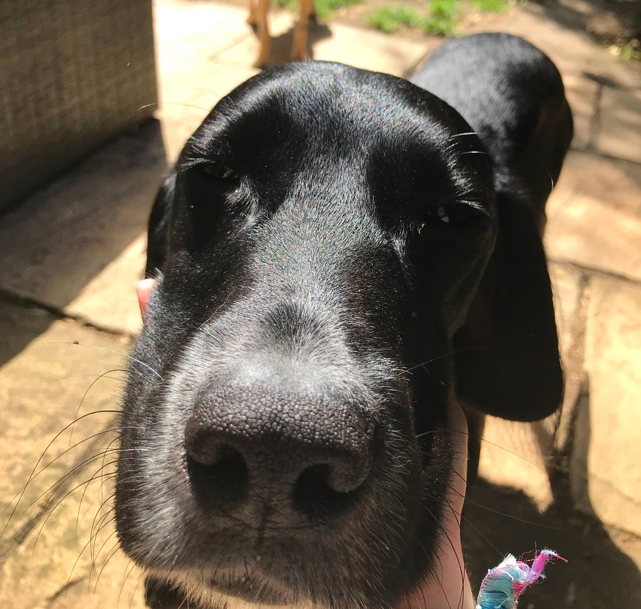 Fletcher is registered to the contest to win money with this photo: canidae, carnivore, dog, dog_breed, ear, hunting_dog, labrador_retriever, mammal, nose, pointer, snout, sporting_group, vertebrate, whiskers