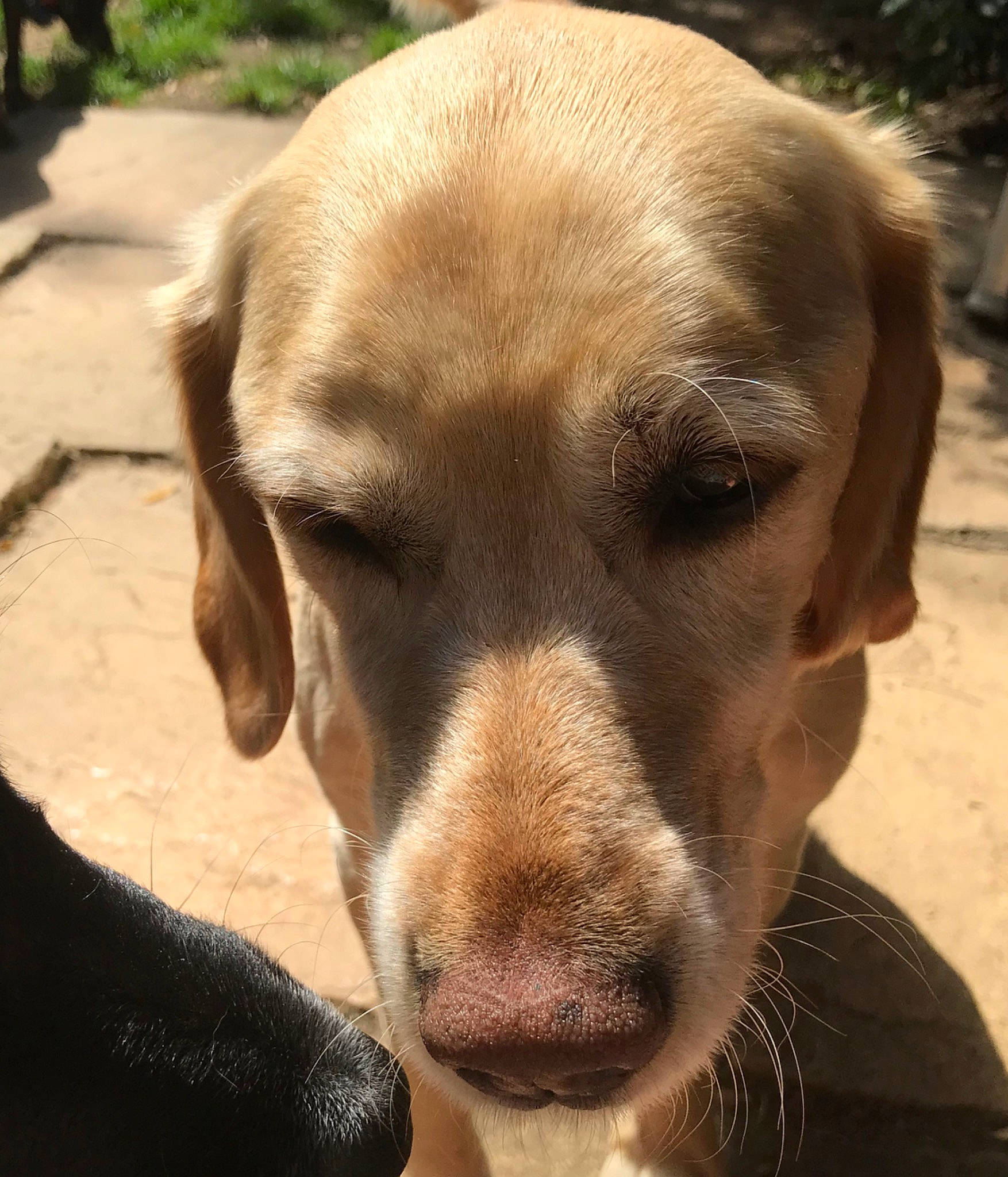 Bailey is registered to the contest to win money with this photo: beagador, broholmer, canidae, carnivore, companion_dog, dog, dog_breed, fawn, hunting_dog, labrador_retriever, mammal, nose, portuguese_pointer, retriever, snout, sporting_group, vertebrate, whiskers
