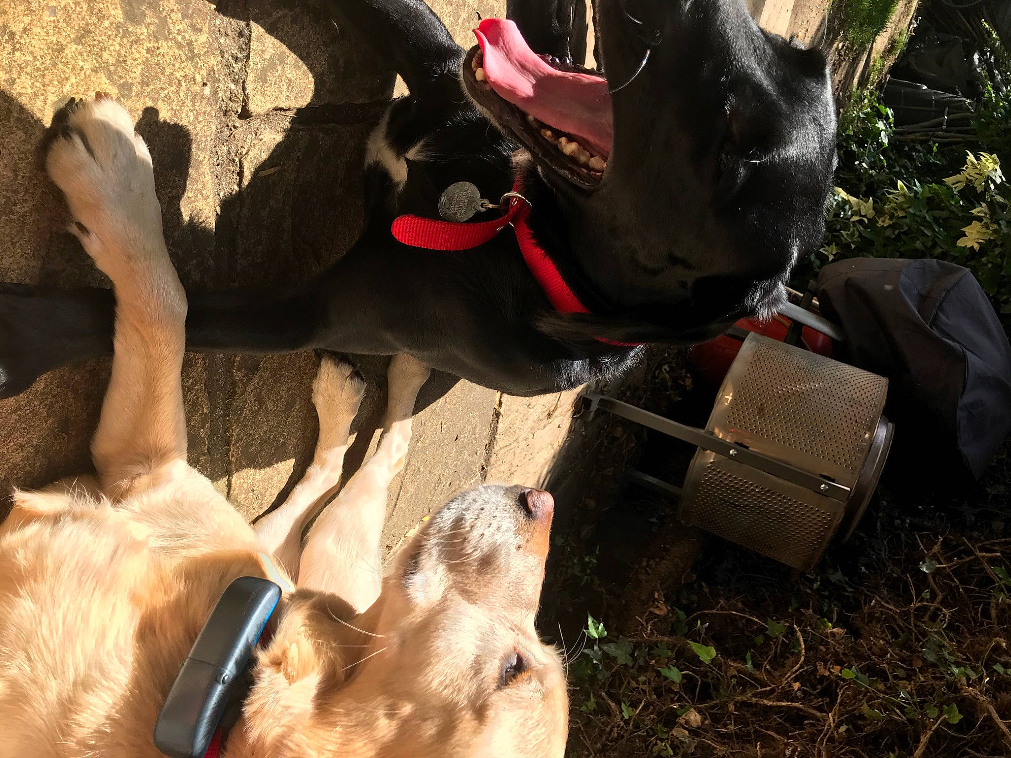 Bailey joined the competition — help win amazing prizes! canidae, fawn, snout, sporting_group