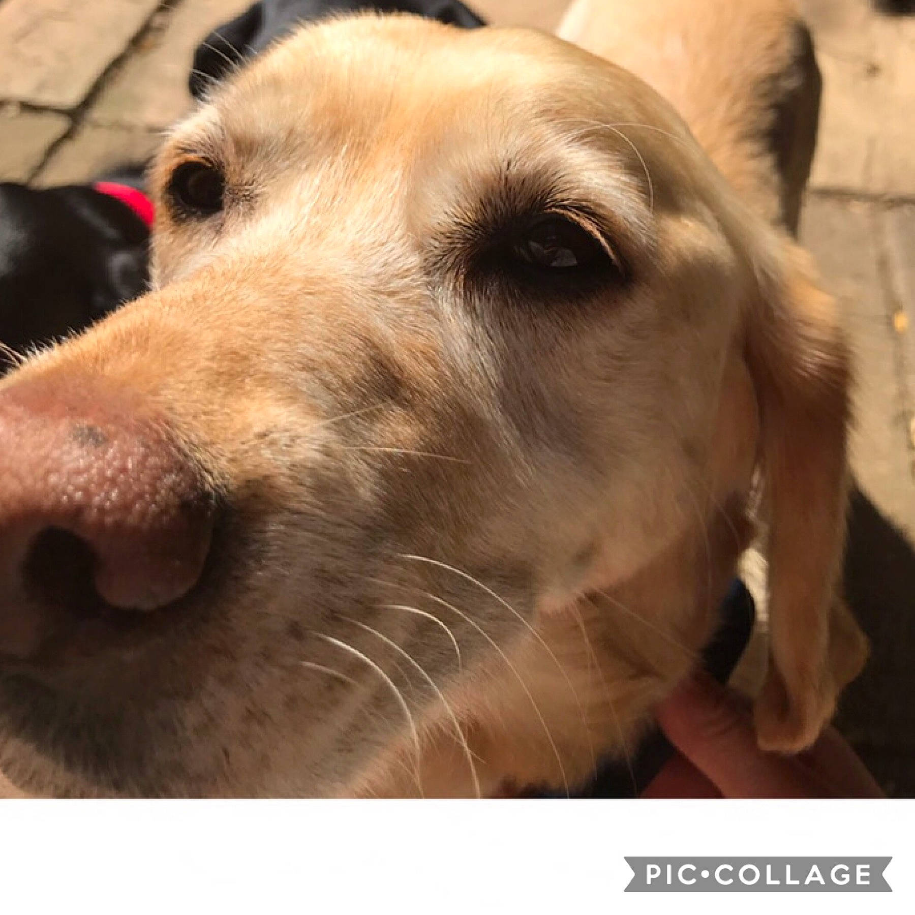 Bailey is registered to the contest to win money with this photo: canidae, carnivore, companion_dog, dog, dog_breed, fawn, golden_retriever, labrador_retriever, mammal, nose, photography, retriever, snout, sporting_group, street_dog