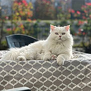 Olga a rejoint le concours — aidez-le/la à gagner de superbes lots ! animal, background, cat, chair, daylight, feline, flowers, fluffy, garden, greenery, nature, outdoor, patterned, pet, relaxed, serene, sunlight, table, tablecloth, white_cat
