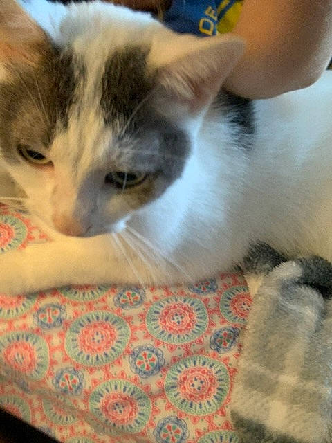 Junior joined the competition — help win amazing prizes! balinese, carnivore, cat, cat_supply, claw, comfort, domestic_short_haired_cat, felidae, flooring, fur, linens, nap, paw, small_to_medium_sized_cats, tail, thai, whiskers