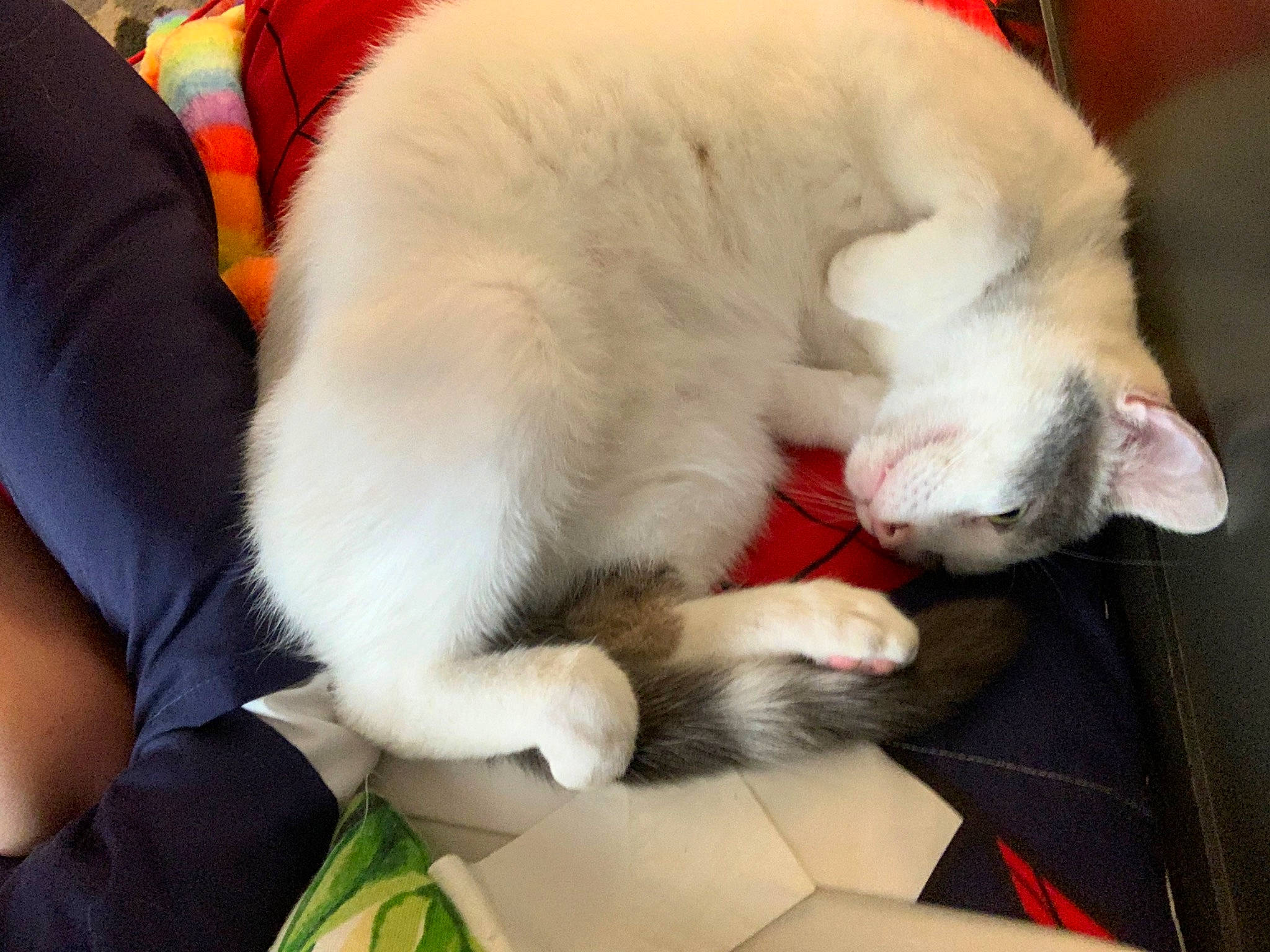 Junior joined the competition — help win amazing prizes! canidae, carnivore, cat, claw, comfort, companion_dog, dog_breed, domestic_short_haired_cat, fang, fawn, felidae, fur, lap, nap, paw, sleep, small_to_medium_sized_cats, snout, tail, whiskers