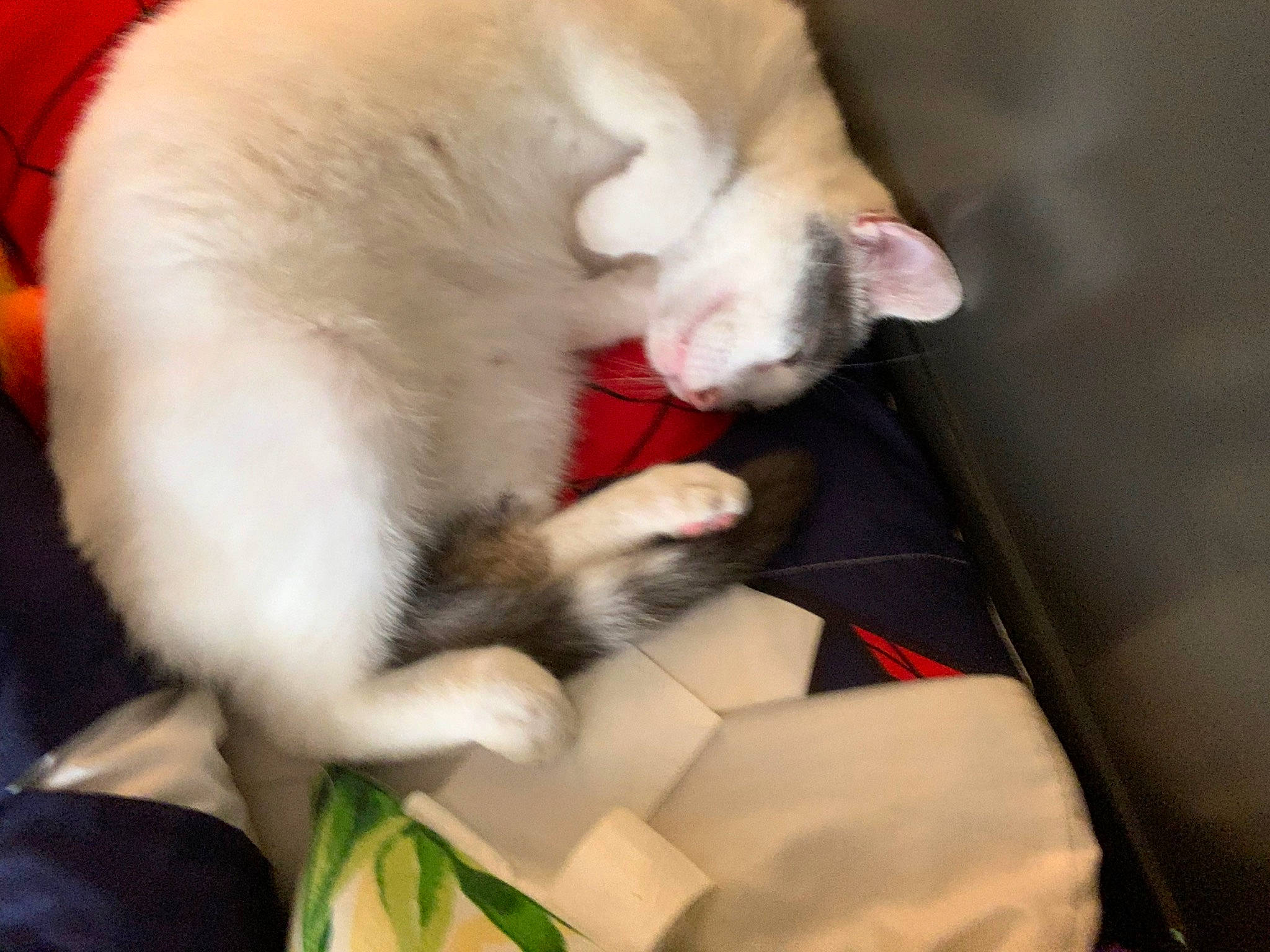 Junior joined the competition — help win amazing prizes! canidae, carnivore, cat, claw, collar, comfort, companion_dog, dog_breed, domestic_short_haired_cat, fang, fawn, felidae, fur, nap, paw, small_to_medium_sized_cats, snout, sporting_group, tail, whiskers