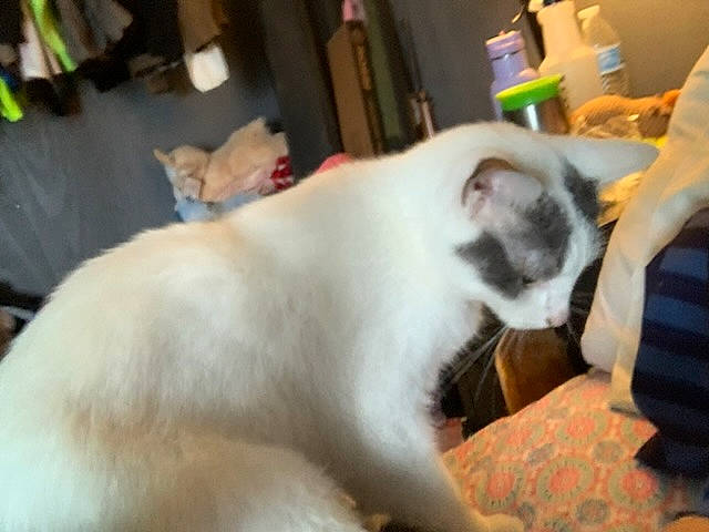 Junior joined the competition — help win amazing prizes! balinese, canidae, carnivore, cat, comfort, companion_dog, dog_breed, domestic_short_haired_cat, event, fawn, felidae, fur, small_to_medium_sized_cats, sporting_group, tail, thai, whiskers