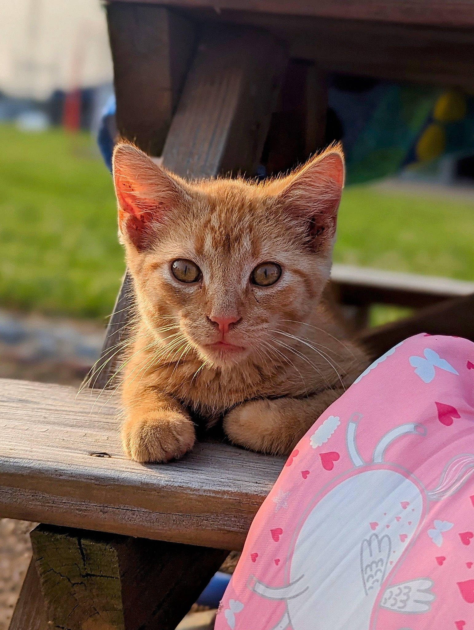 Chase is registered to the contest to win money with this photo: carnivore, cat, claw, comfort, domestic_short_haired_cat, fawn, felidae, fur, grass, plant, sitting, small_to_medium_sized_cats, snout, tail, terrestrial_animal, tree, whiskers, wildlife, window, wood