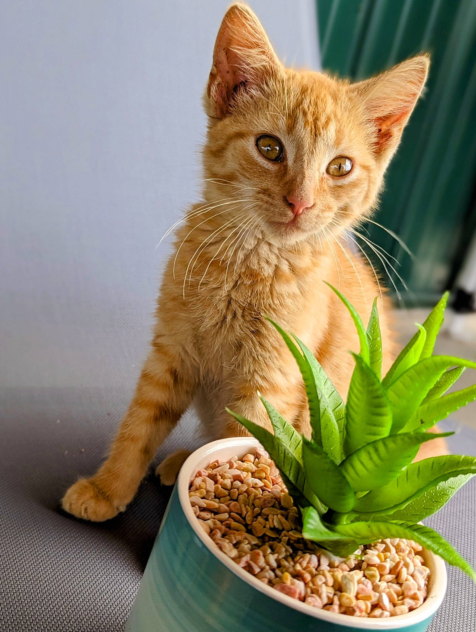 Chase joined the competition — help win amazing prizes! carnivore, cat, cat_supply, domestic_short_haired_cat, felidae, flowerpot, fur, grass, houseplant, natural_foods, organism, pet_food, pet_supply, plant, produce, small_to_medium_sized_cats, superfood, tail, terrestrial_plant, whiskers