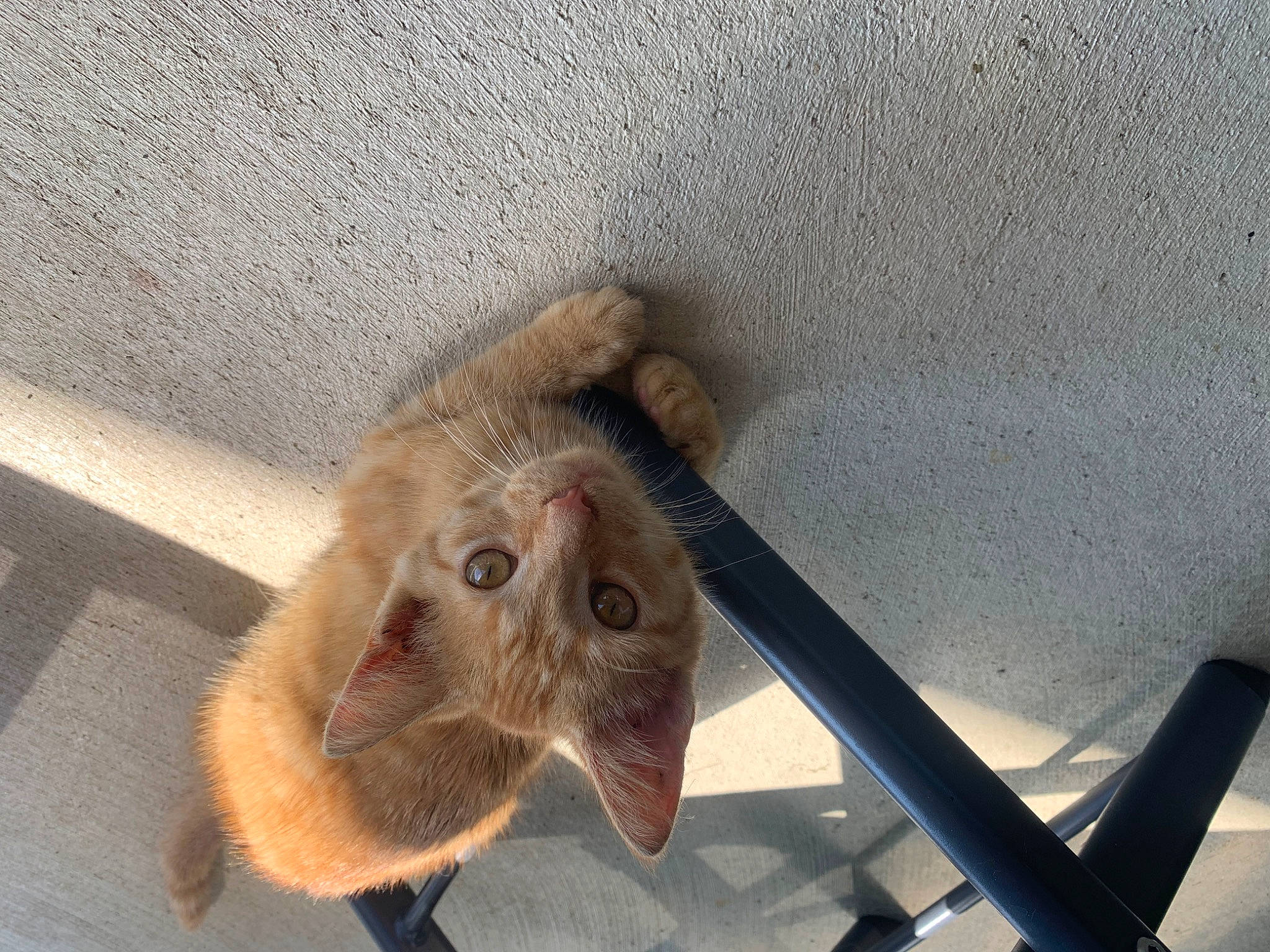 Chase joined the competition — help win amazing prizes! canidae, carnivore, cat, claw, dog_breed, domestic_short_haired_cat, eye, fang, fawn, felidae, fur, liver, metal, paw, small_to_medium_sized_cats, snout, sporting_group, tail, terrestrial_animal, whiskers