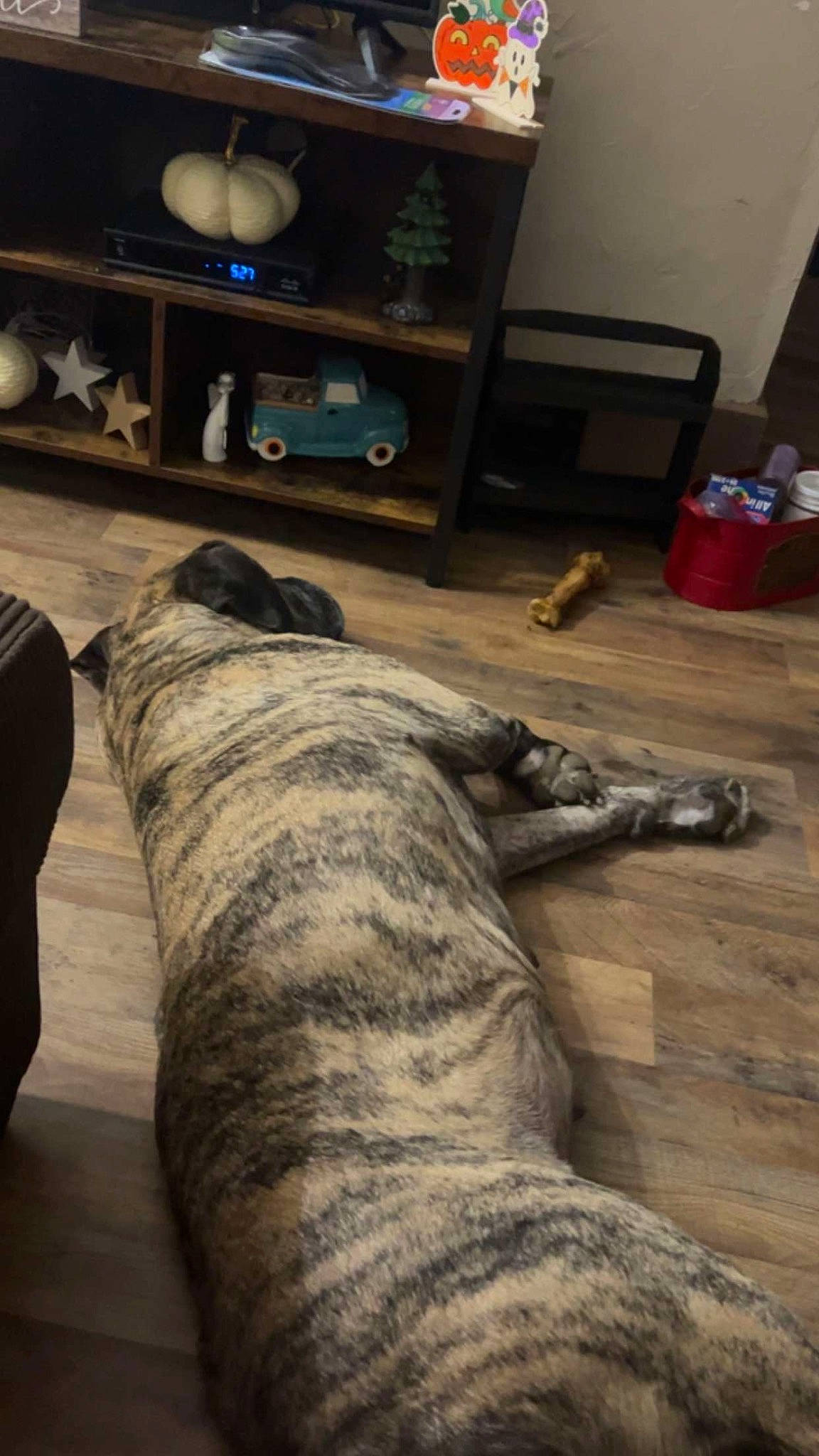 Onika is registered to the contest to win money with this photo: carnivore, comfort, companion_dog, dog, dog_breed, fawn, floor, flooring, fur, hardwood, laminate_flooring, mammal, room, shelf, snout, tail, terrestrial_animal, wood, wood_flooring, working_animal