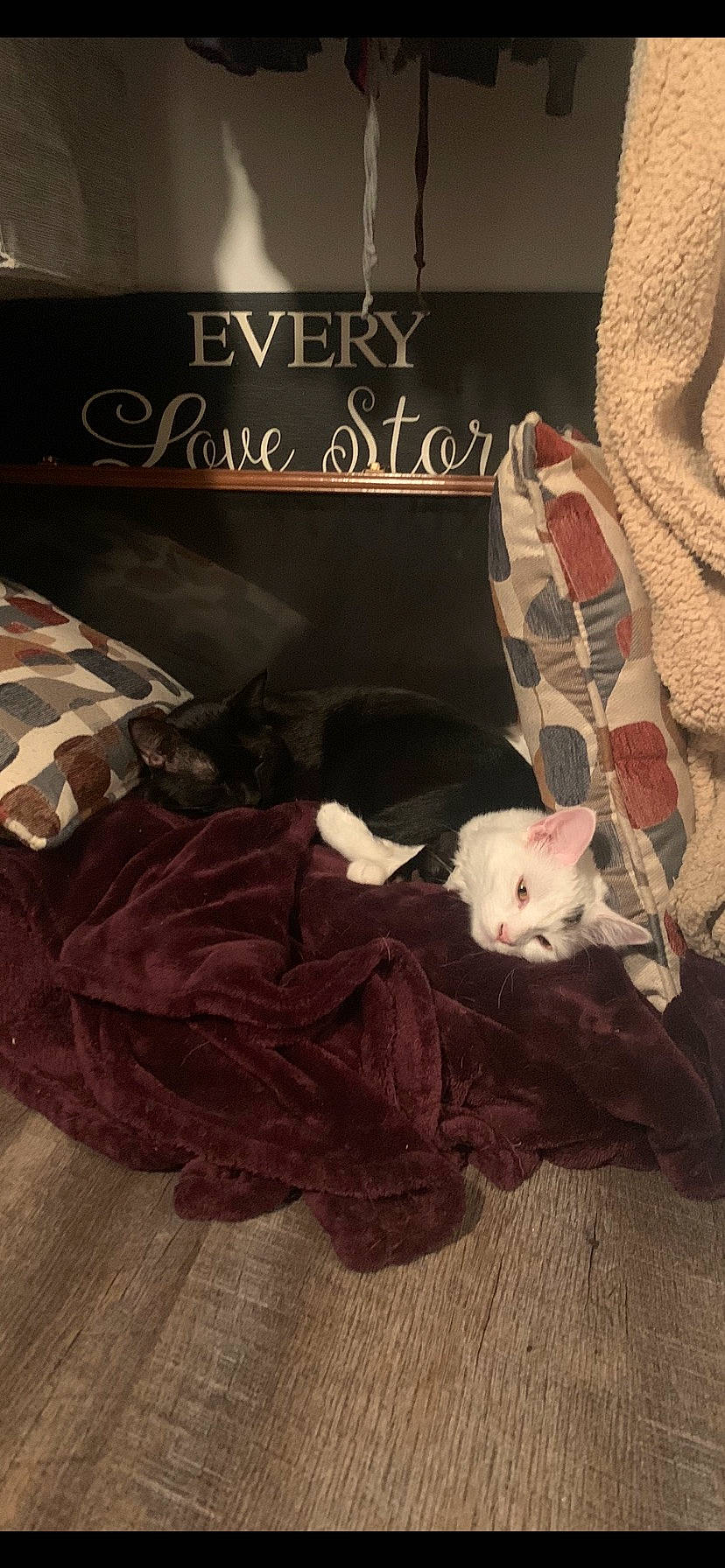 Moon is registered to the contest to win money with this photo: bedding, carnivore, cat, comfort, companion_dog, fawn, felidae, flooring, font, fur, grey, hardwood, linens, pattern, photo_caption, room, small_to_medium_sized_cats, tail, whiskers, wood