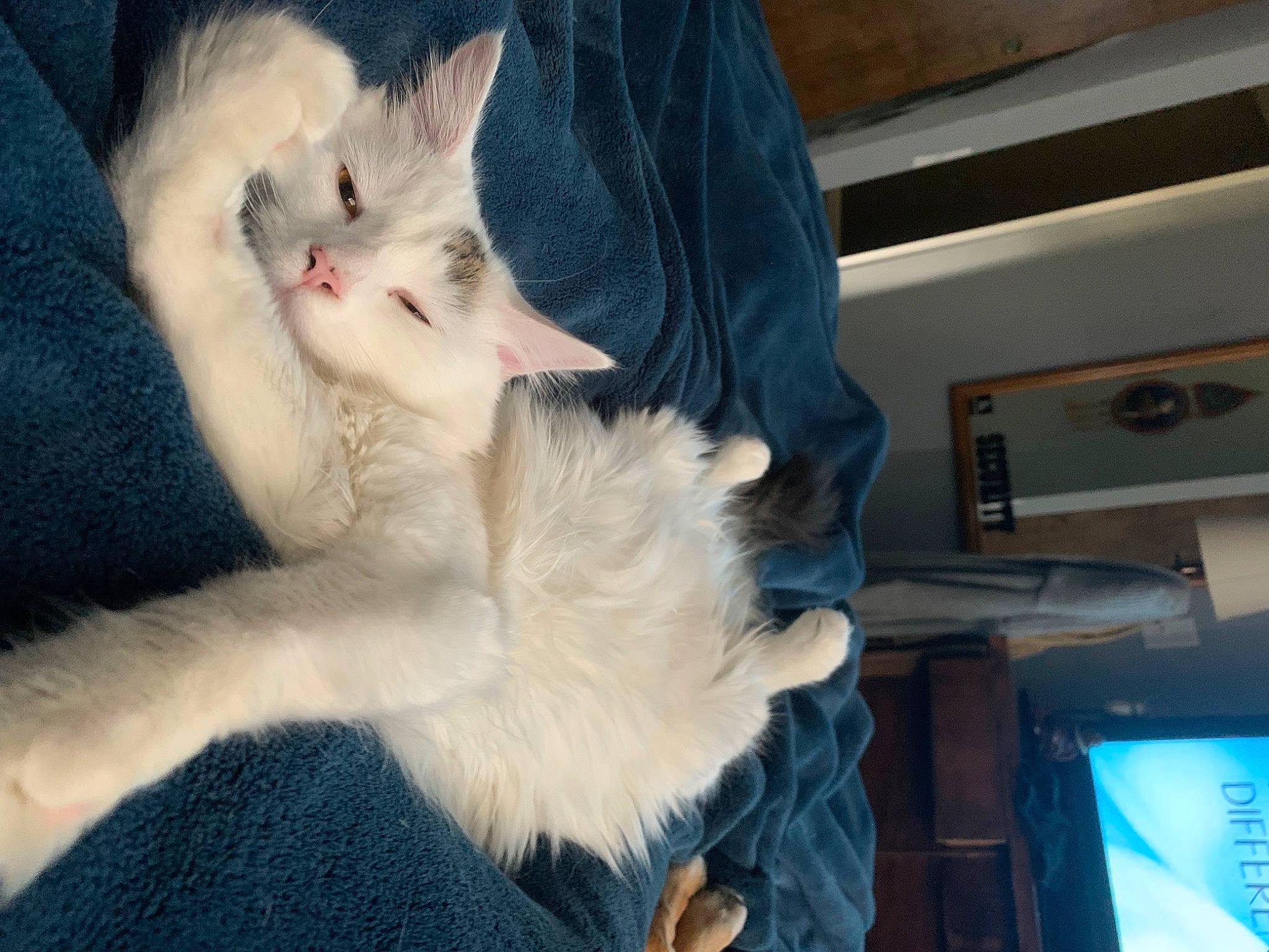 Moon is registered to the contest to win money with this photo: carnivore, cat, claw, comfort, companion_dog, domestic_short_haired_cat, ear, fawn, felidae, foot, fur, gesture, lap, mammal, nail, paw, small_to_medium_sized_cats, snout, tail, whiskers