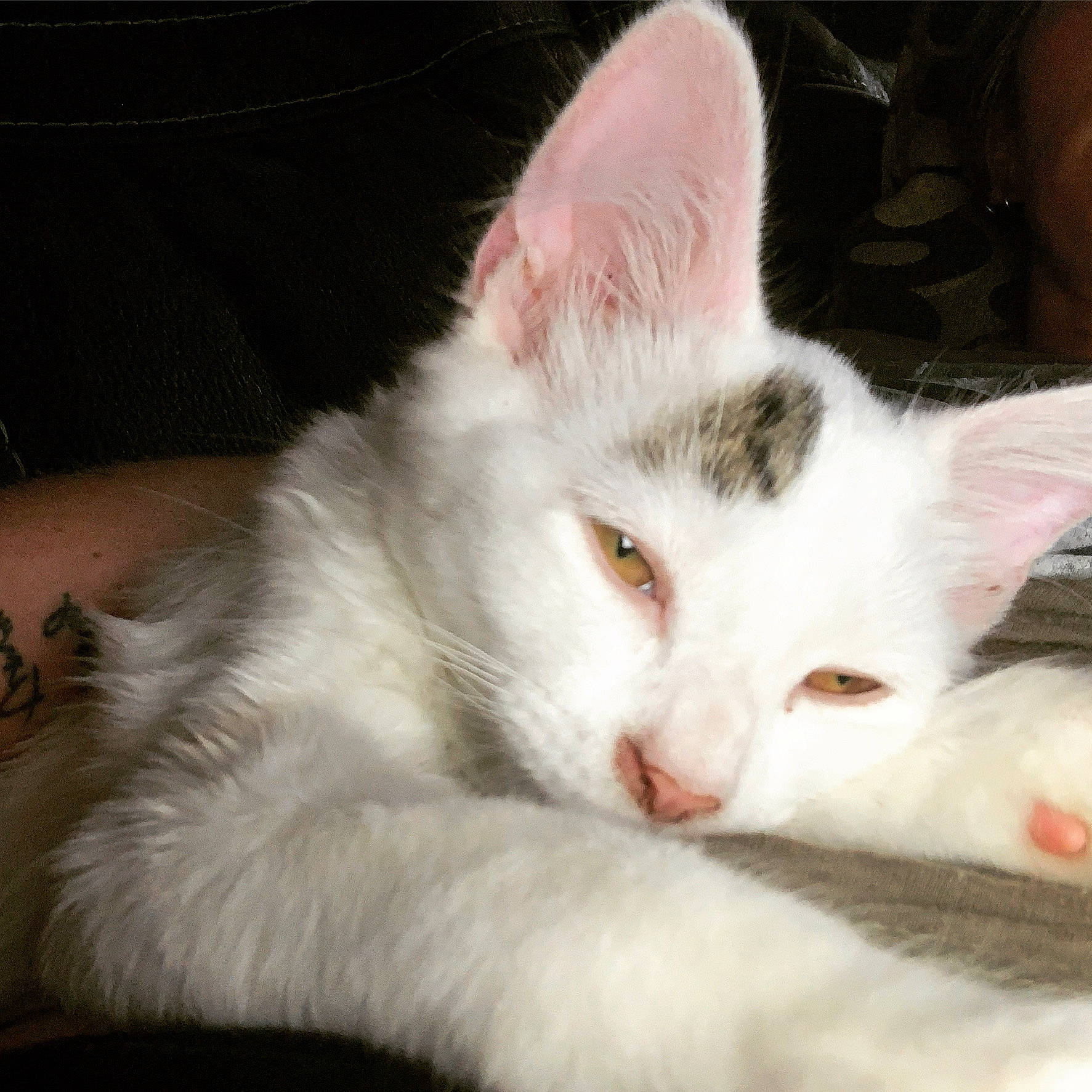 Moon is registered to the contest to win money with this photo: carnivore, cat, claw, comfort, domestic_short_haired_cat, felidae, fur, paw, small_to_medium_sized_cats, snout, tail, whiskers