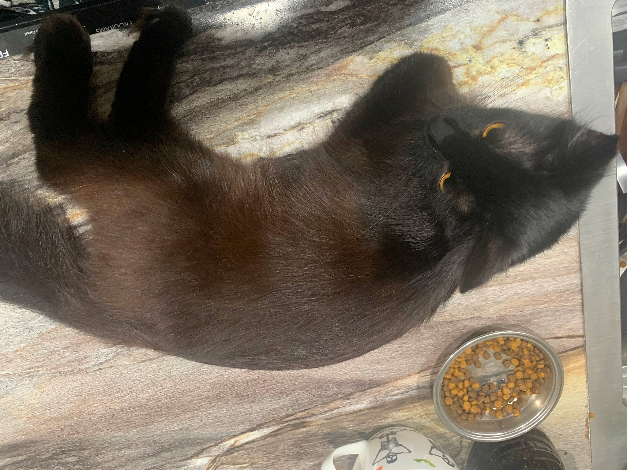 Ollie joined the competition — help win amazing prizes! automotive_tire, carnivore, cat, claw, clock, comfort, dog_breed, domestic_short_haired_cat, fawn, felidae, fur, grey, paw, small_to_medium_sized_cats, tail, terrestrial_animal, whiskers, window, wood