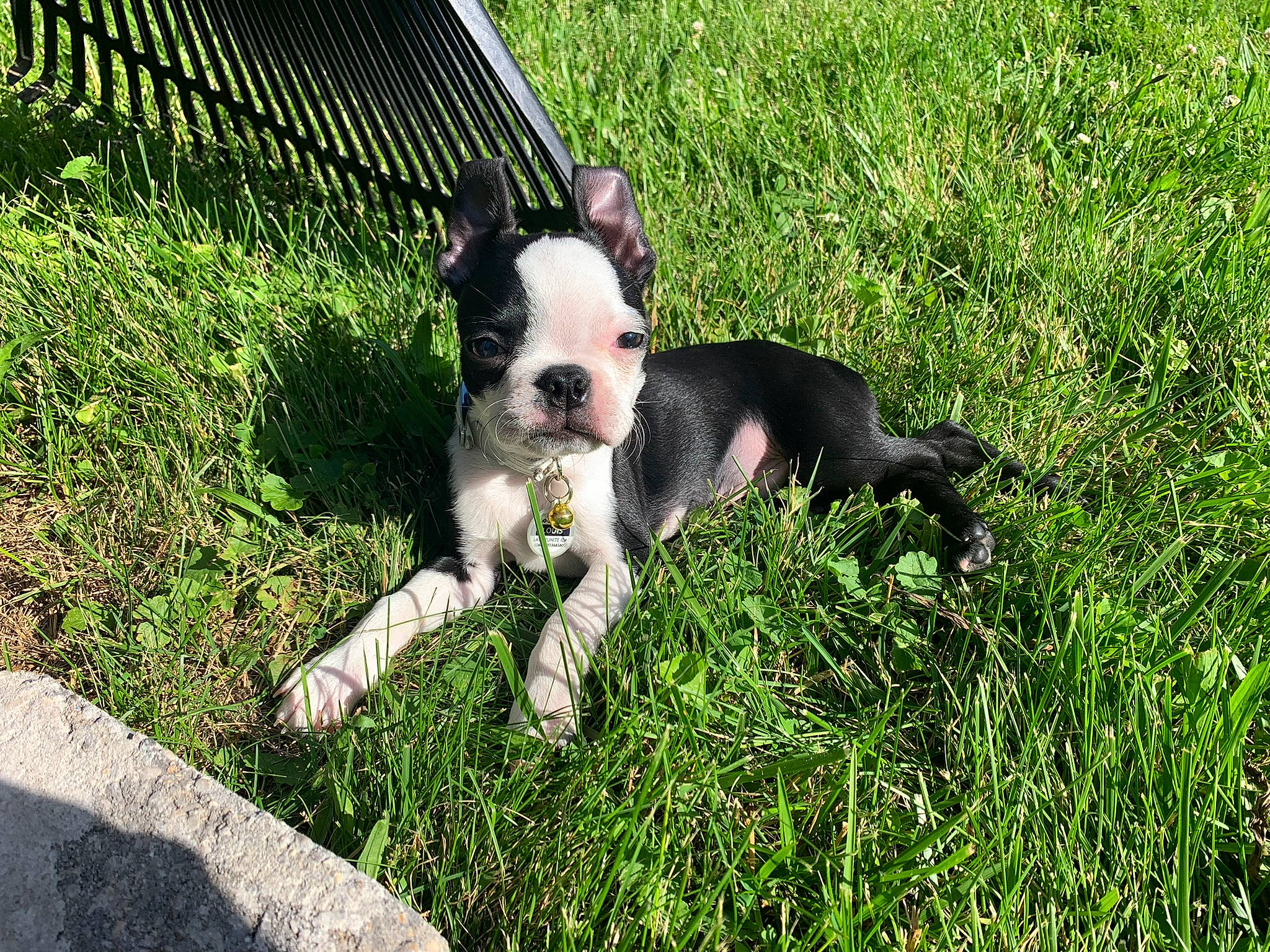 Louis joined the competition — help win amazing prizes! boston_terrier, canidae, carnivore, companion_dog, dog, dog_breed, fawn, fence, grass, groundcover, plant, puppy_love, snout, sporting_group, tail, terrestrial_animal, terrier, toy_dog, whiskers, working_animal