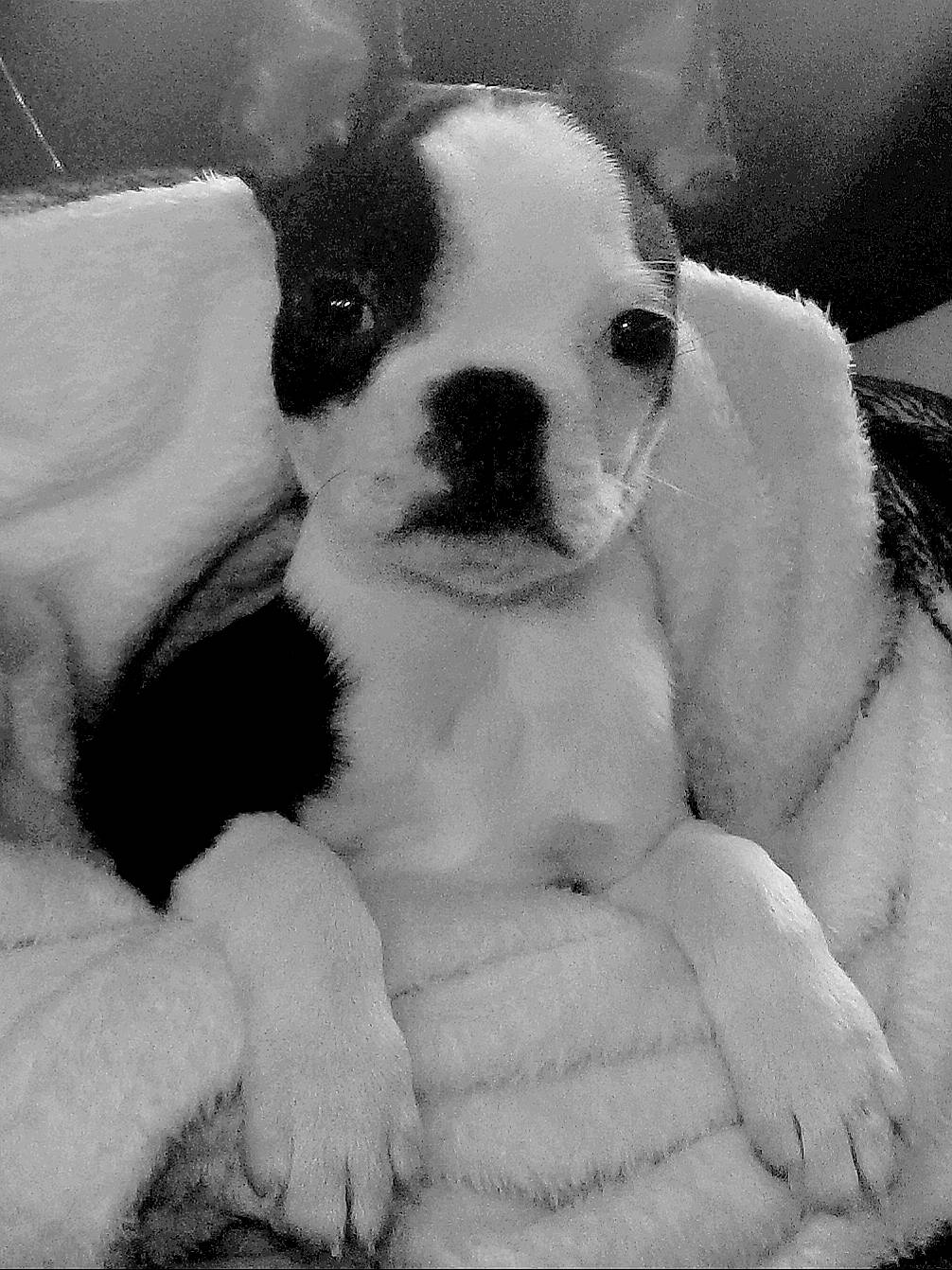 Louis joined the competition — help win amazing prizes! black_and_white, bored, canidae, carnivore, comfort, companion_dog, dog, dog_breed, ear, fawn, fur, monochrome, monochrome_photography, paw, puppy_love, sporting_group, style, toy_dog, whiskers, working_animal