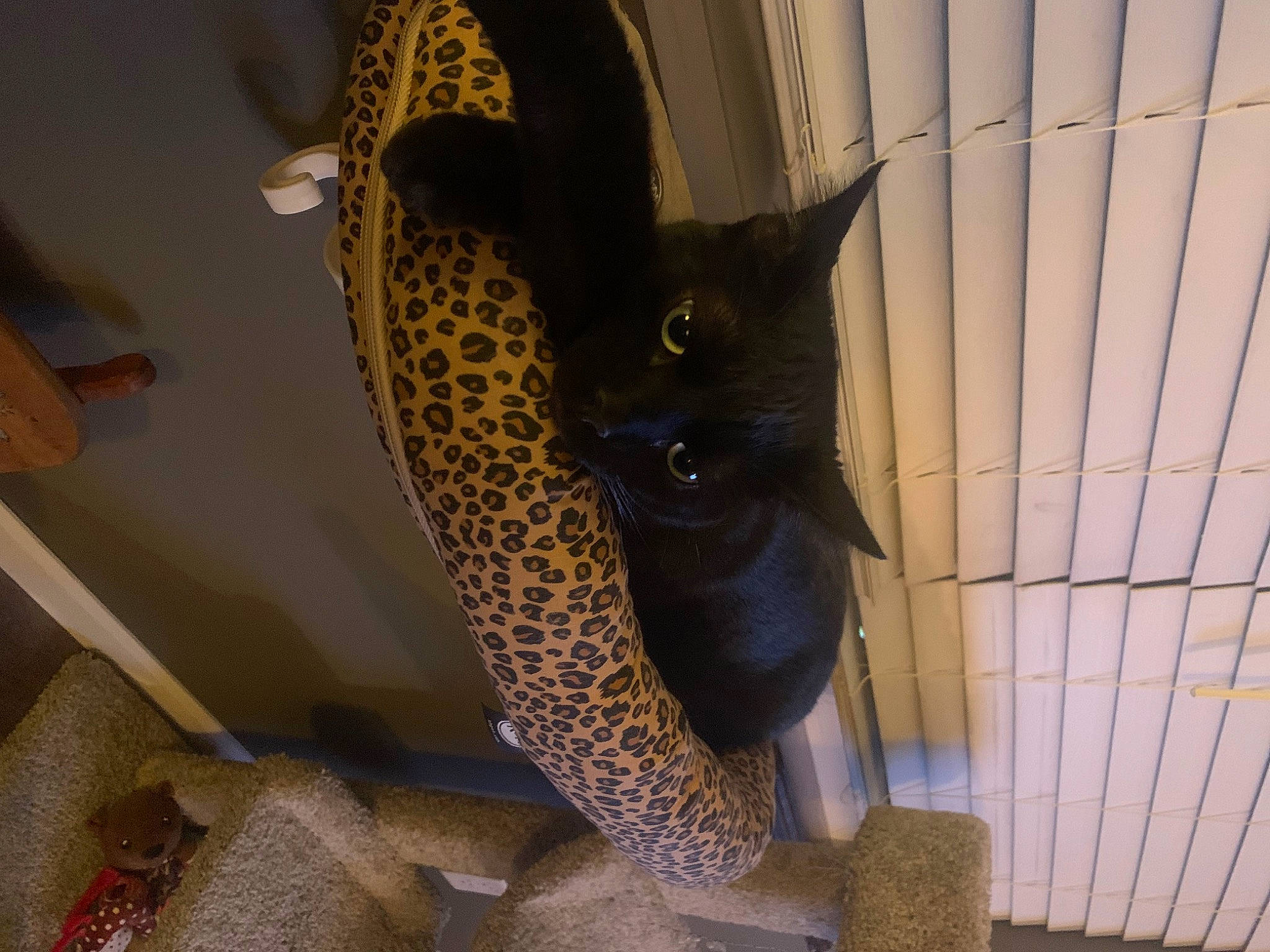 Sly is registered to the contest to win money with this photo: carnivore, cat, cat_supply, domestic_short_haired_cat, felidae, fur, human_leg, pet_supply, small_to_medium_sized_cats, snout, tail, terrestrial_animal, whiskers, window