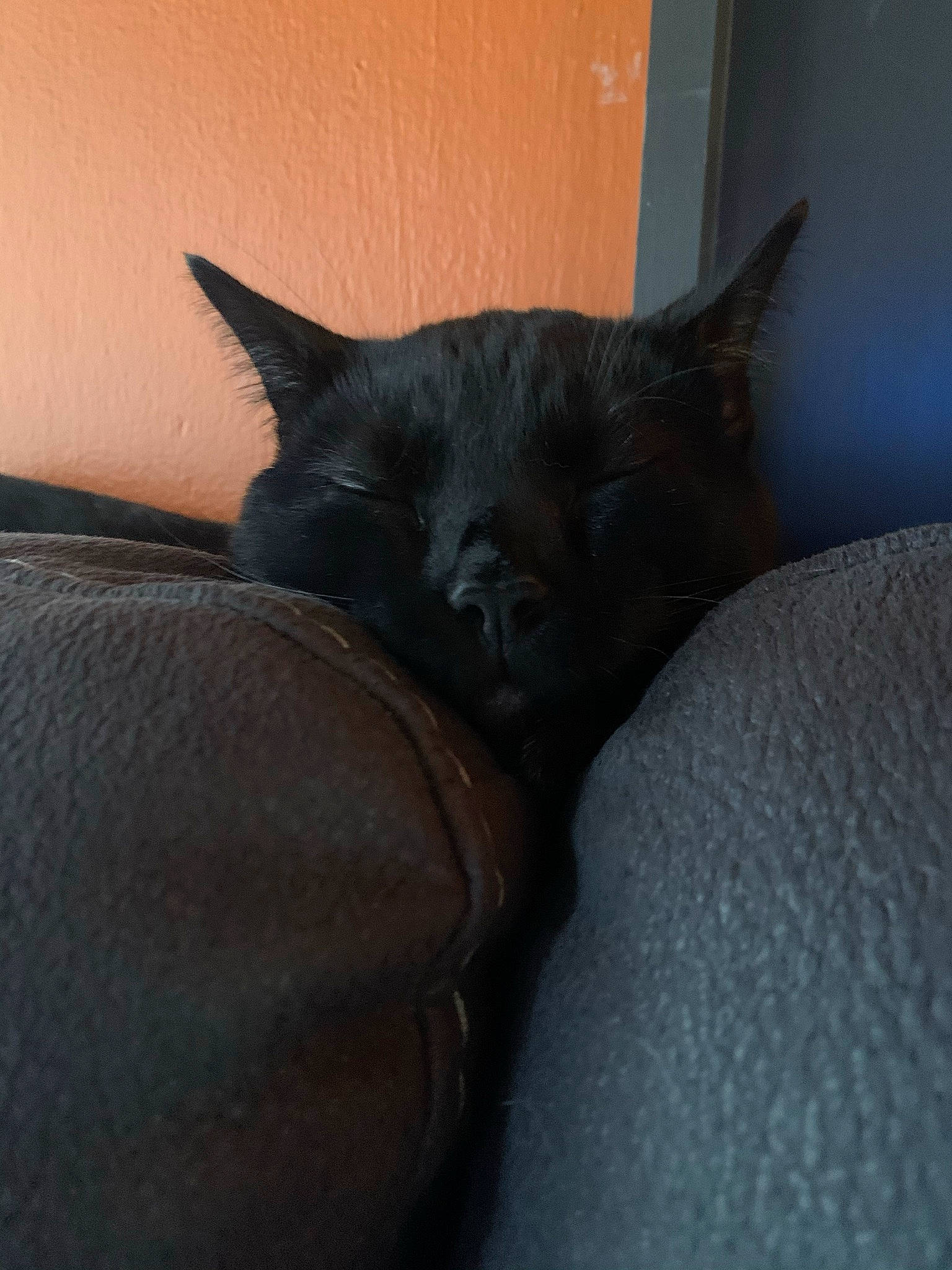 Sly is registered to the contest to win money with this photo: black_cat, carnivore, cat, cat_bed, cat_supply, claw, comfort, domestic_short_haired_cat, ear, felidae, fur, grey, human_leg, nap, paw, small_to_medium_sized_cats, snout, tail, terrestrial_animal, whiskers